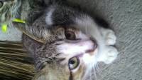 my kitten