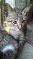 my kitten