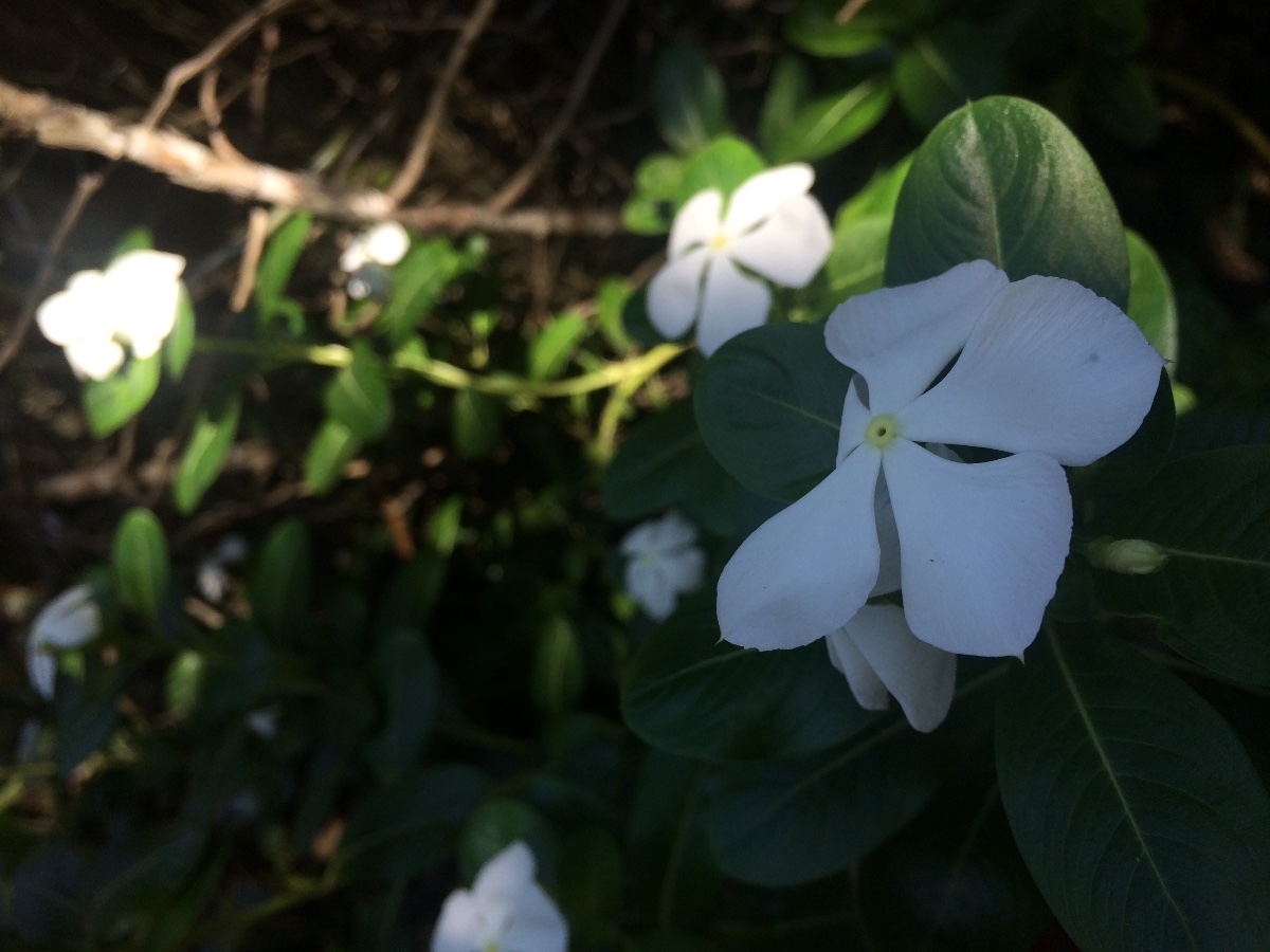Beauty of nature purity