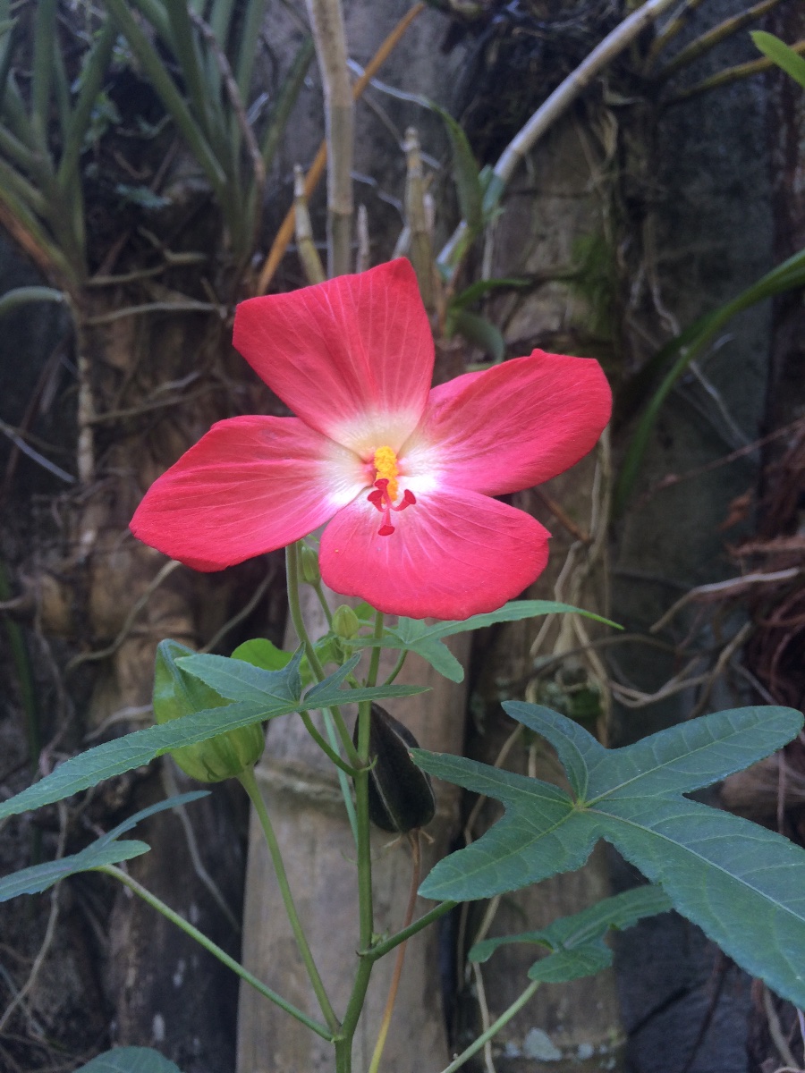 Flower in wildlife, beauty of nature