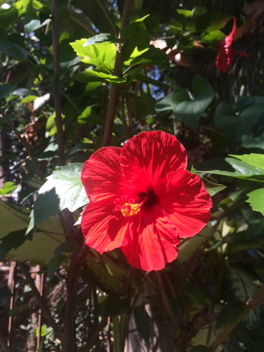 Gumamela flower, beauty of nature