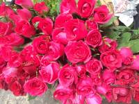 Beautiful pink roses, #BountifulNature