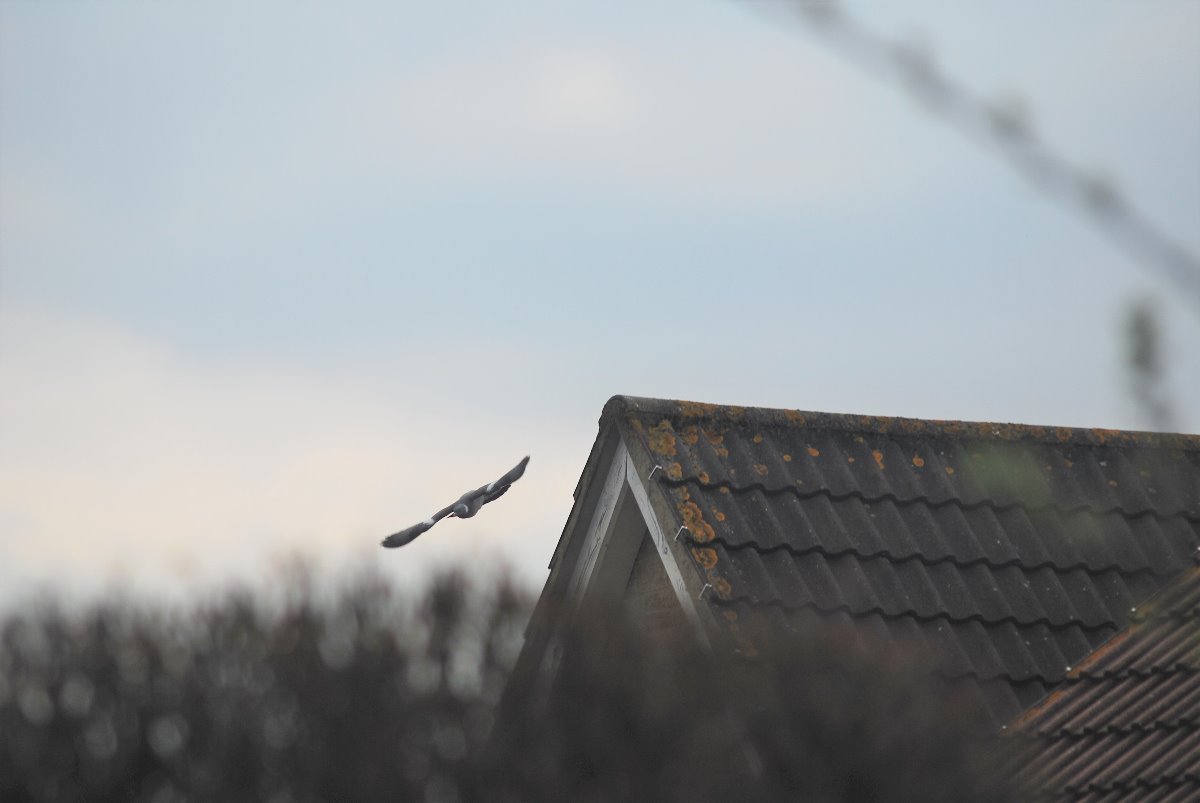 Pigeon flying off a house in an urban area