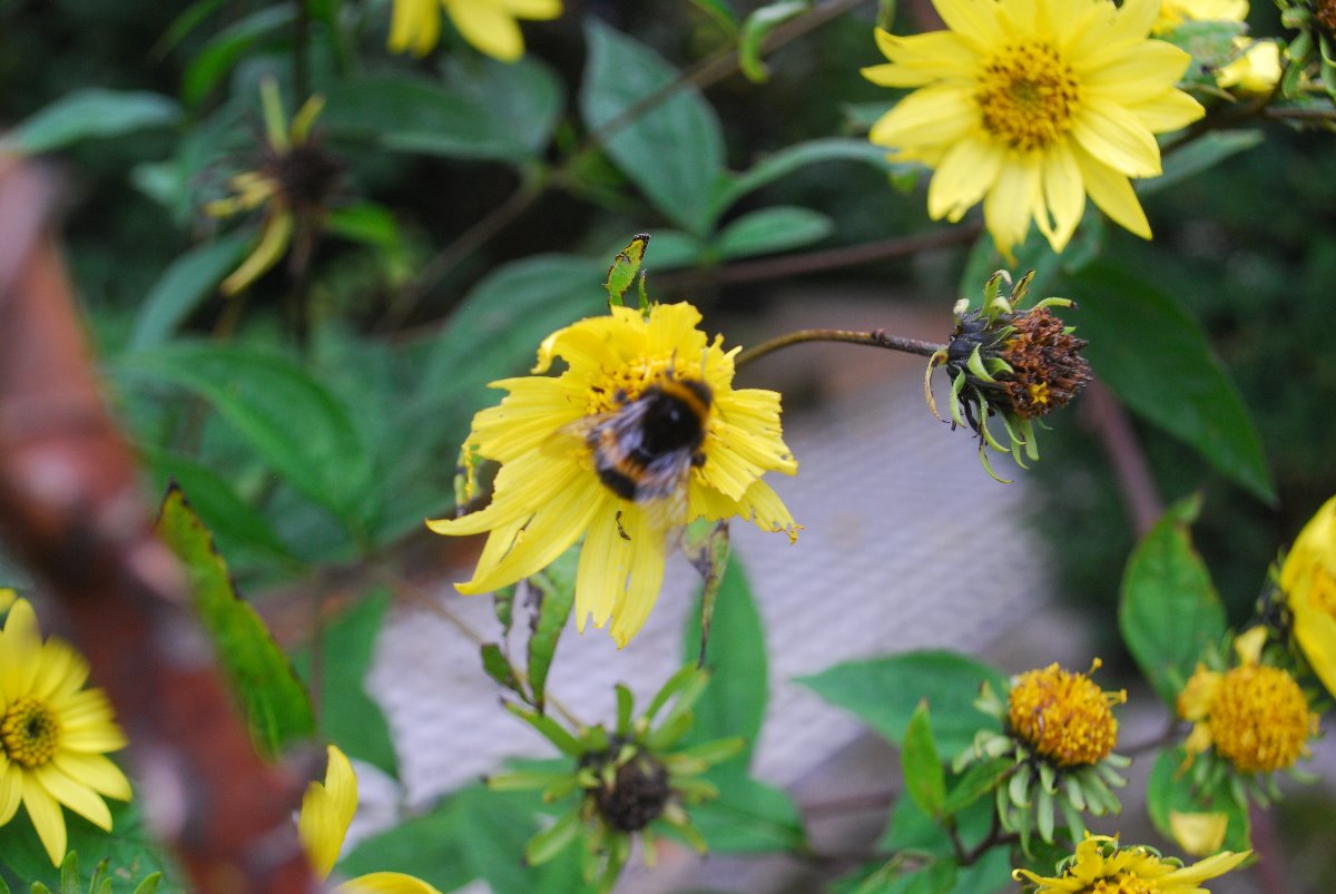 bee, yellow, flower