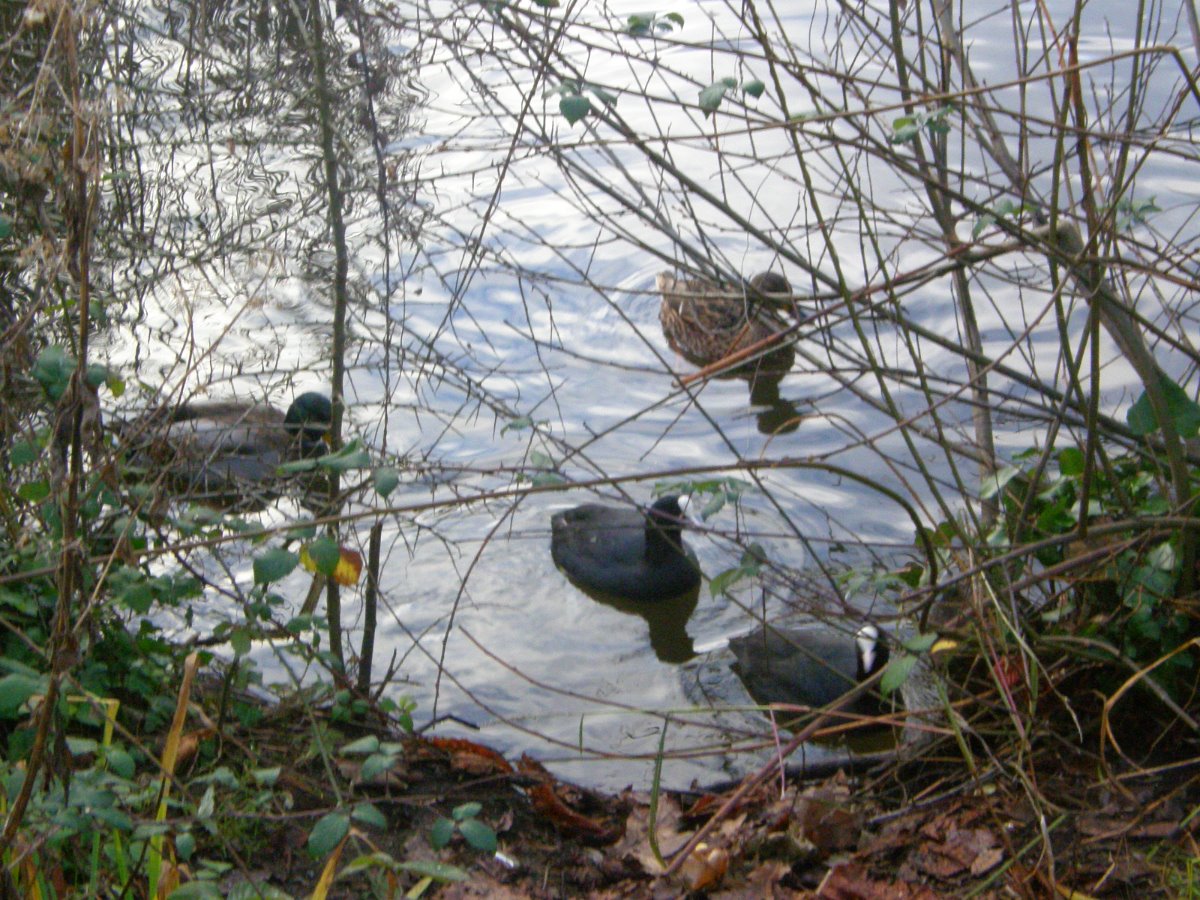 birds, lake, trees, landscape, twigs, winter, season