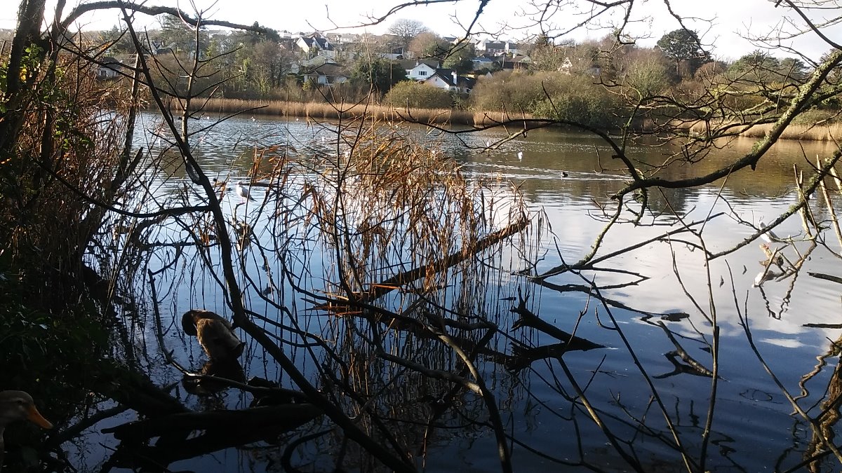 birds, lake, trees, landscape, twigs, winter, season