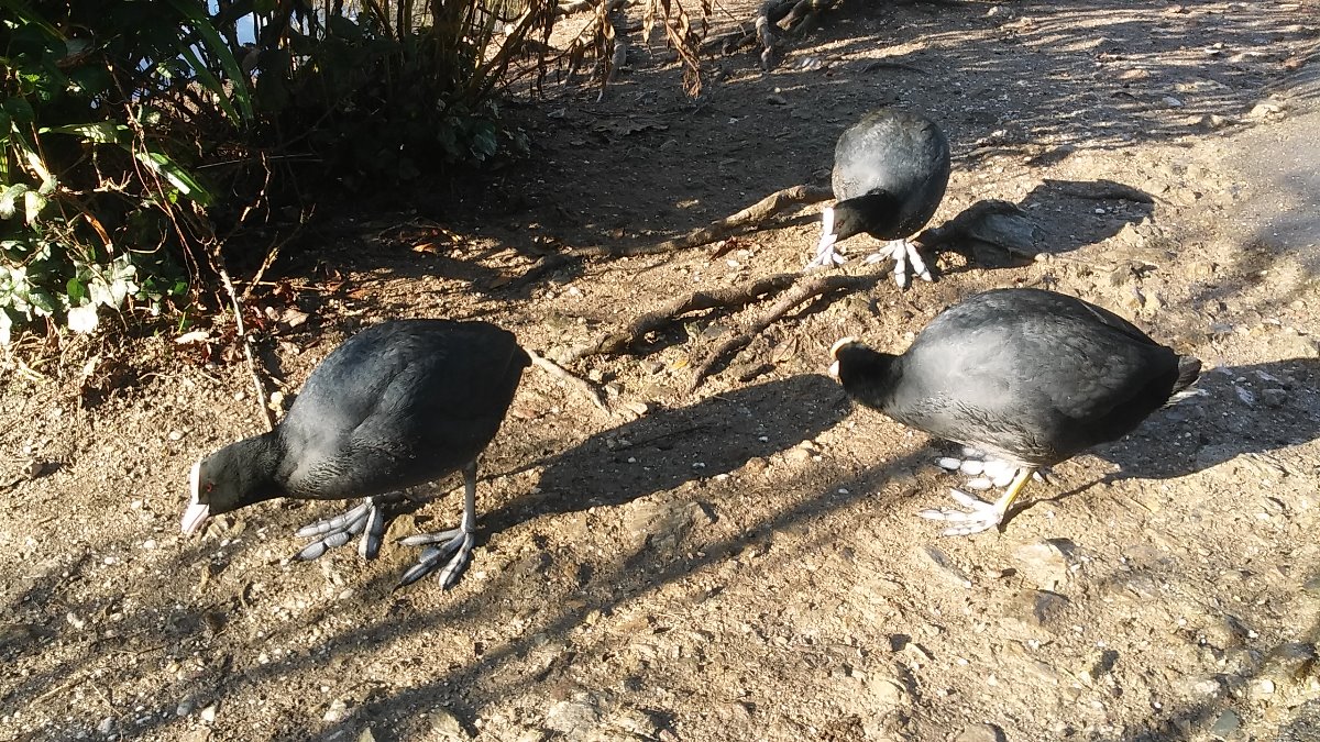 birds, lake, trees, landscape, twigs, winter, season