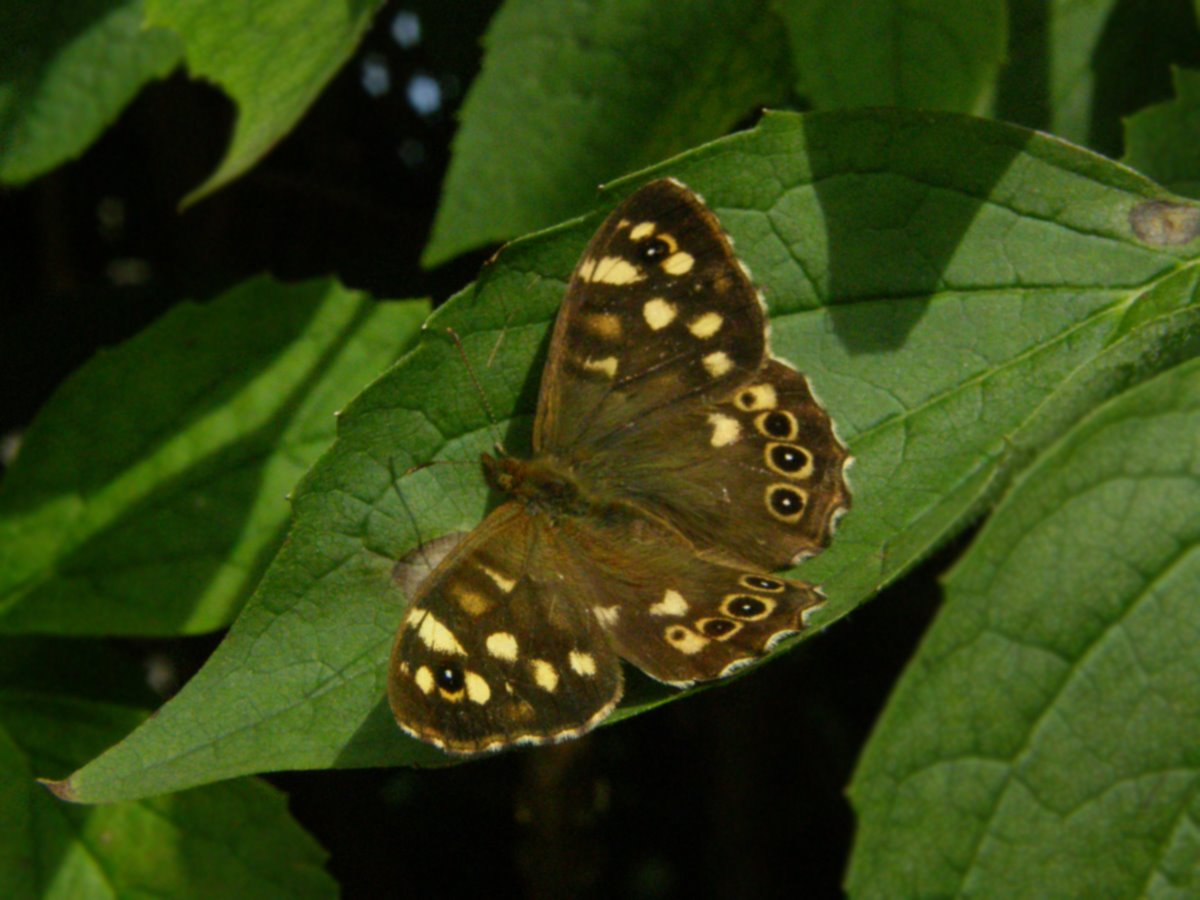 butterfly, insect