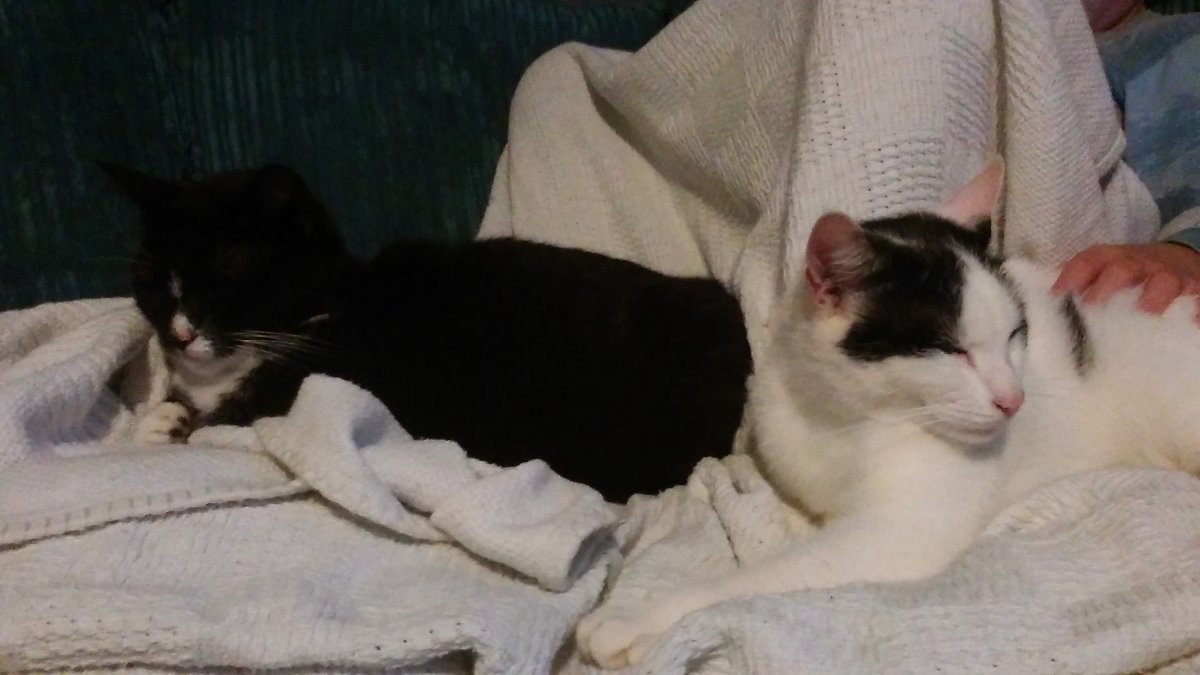 cats, feline, black, white