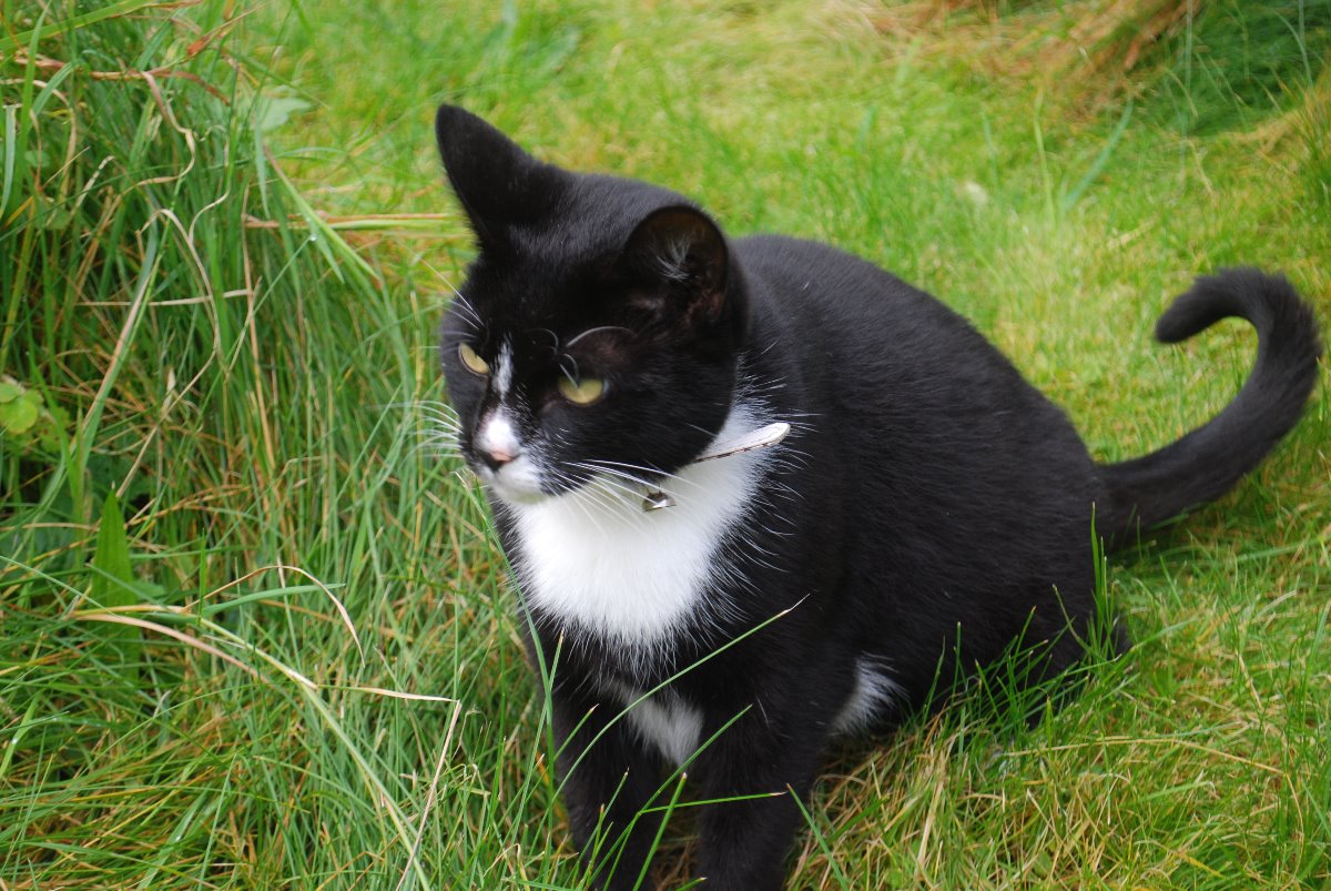 cats, feline, black, white