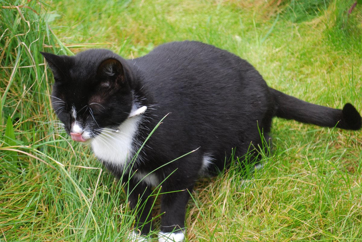cats, feline, black, white