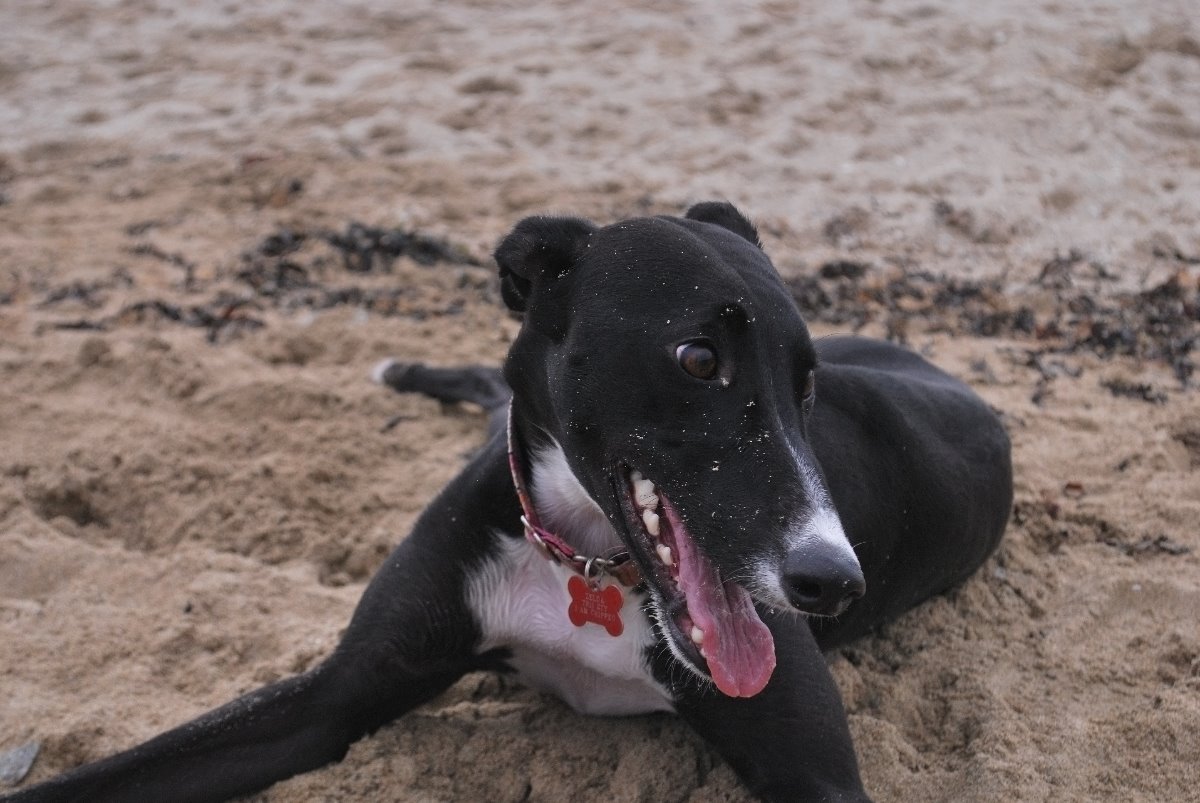 dog, black, white, 
