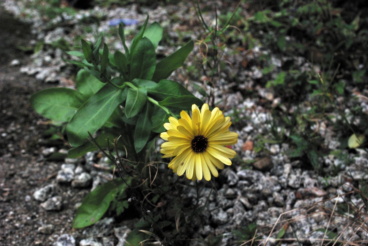 flower, yellow