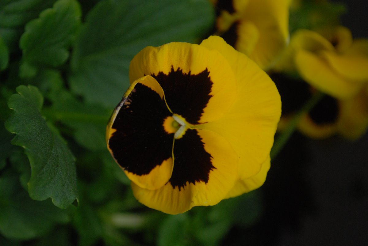 flower, yellow