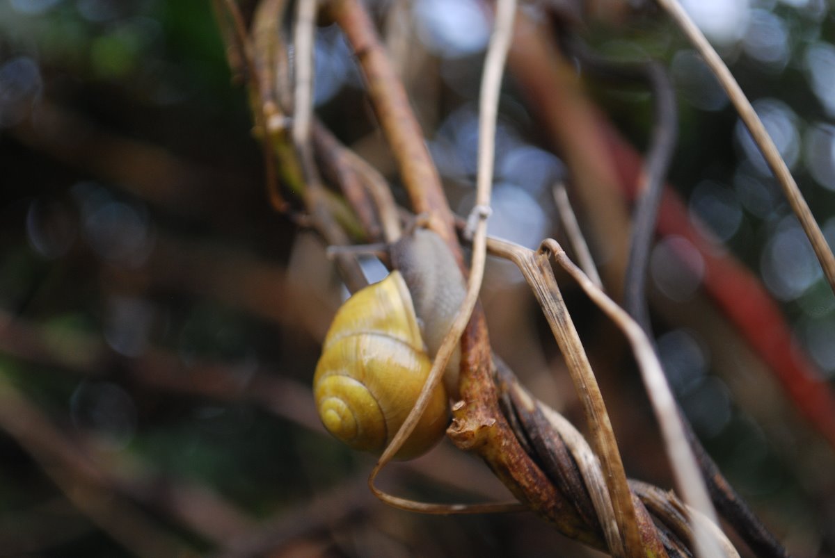 snail, wildlife