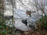 birds, lake, trees, landscape, twigs, winter, season