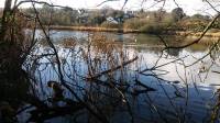 birds, lake, trees, landscape, twigs, winter, season