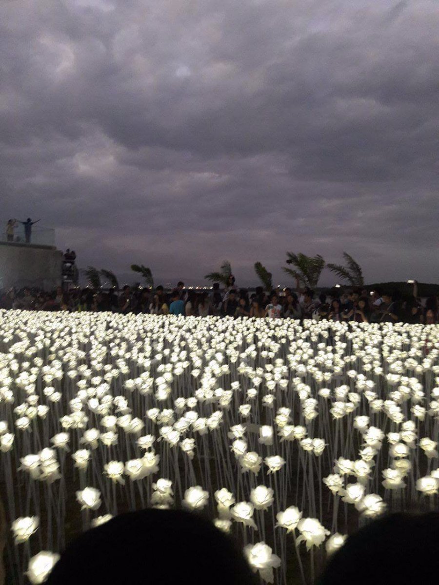 10k white roses, cafe