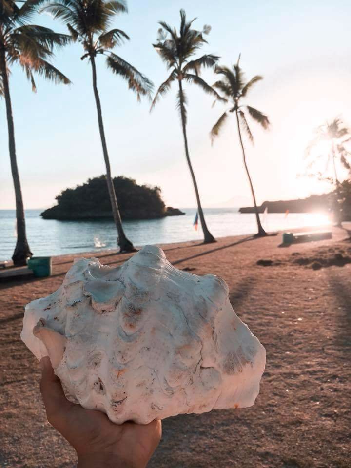 Got this big shell