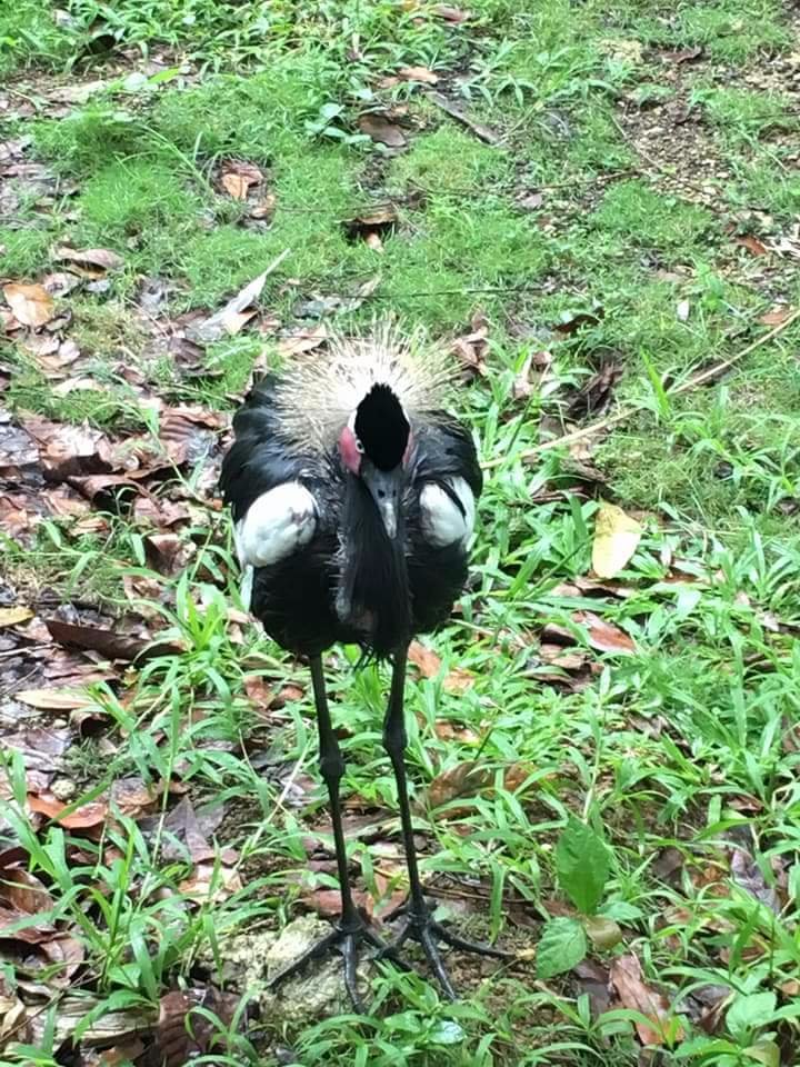 Wildlife