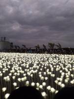 10k white roses, cafe