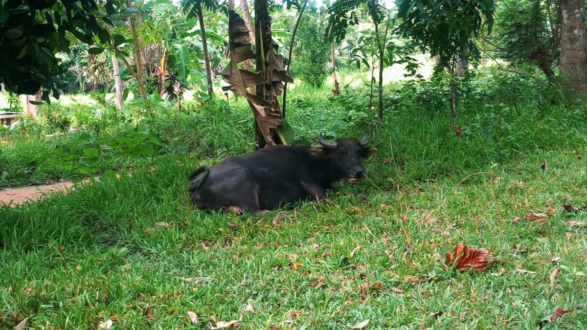Carabao, Bohol