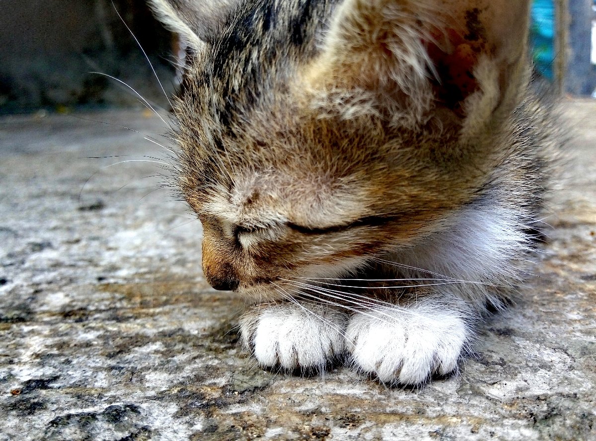 Cat, Neko, Kitten