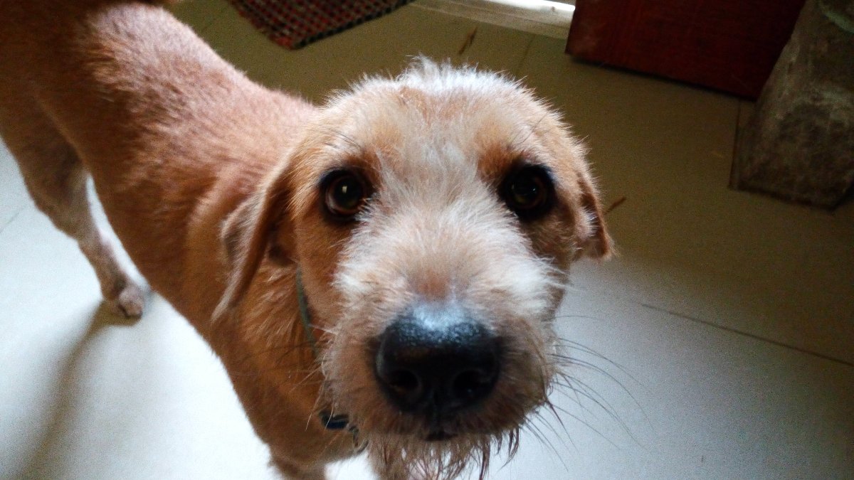 Dog, Terrier