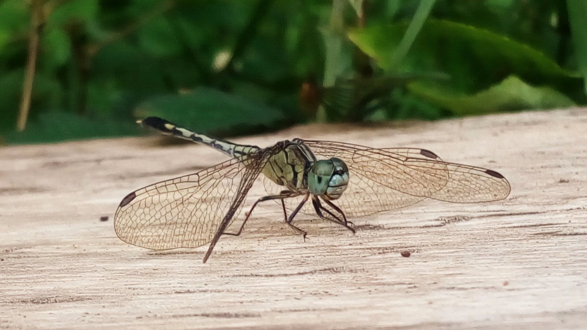Dragonfly