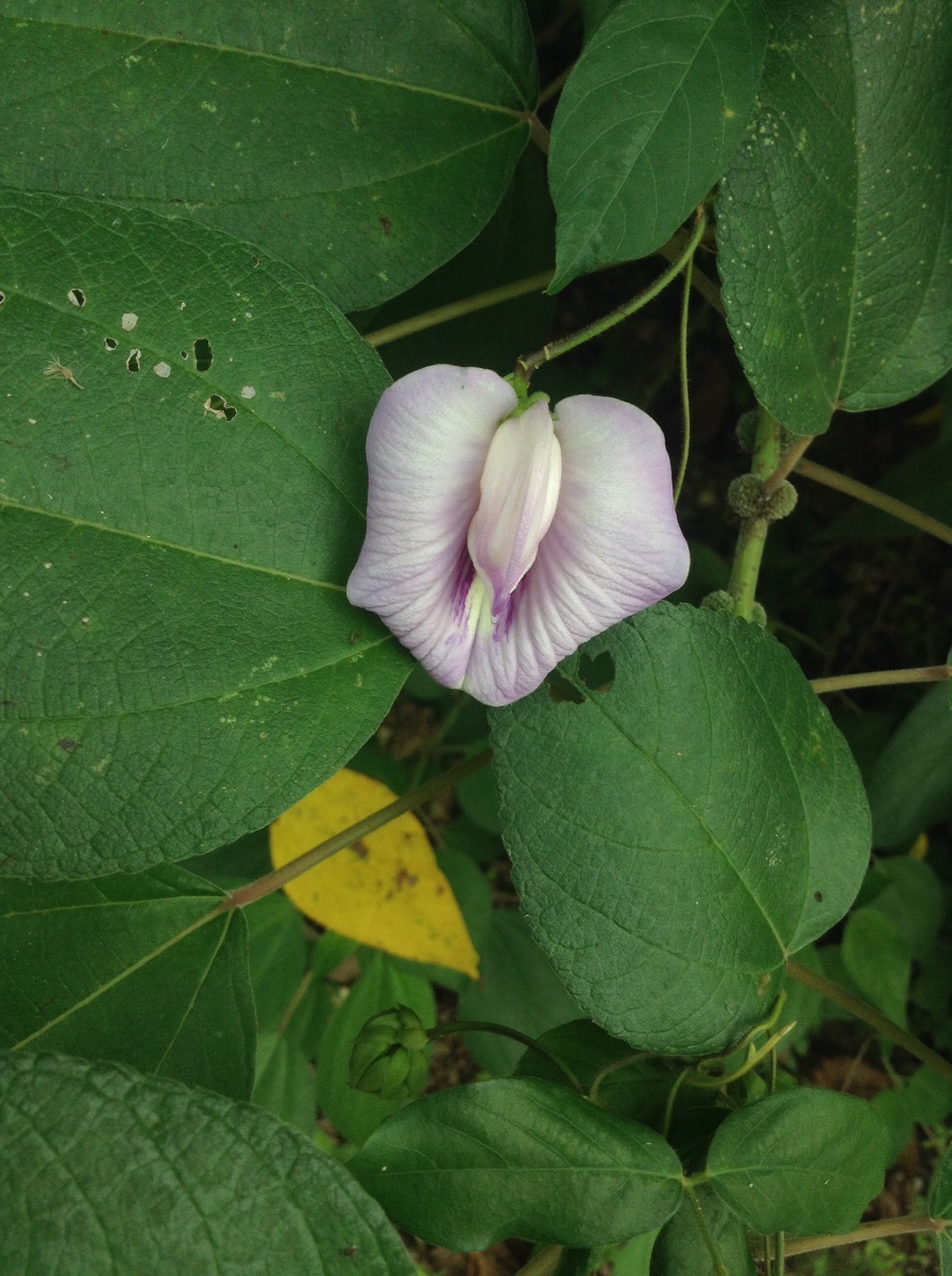 Flower2