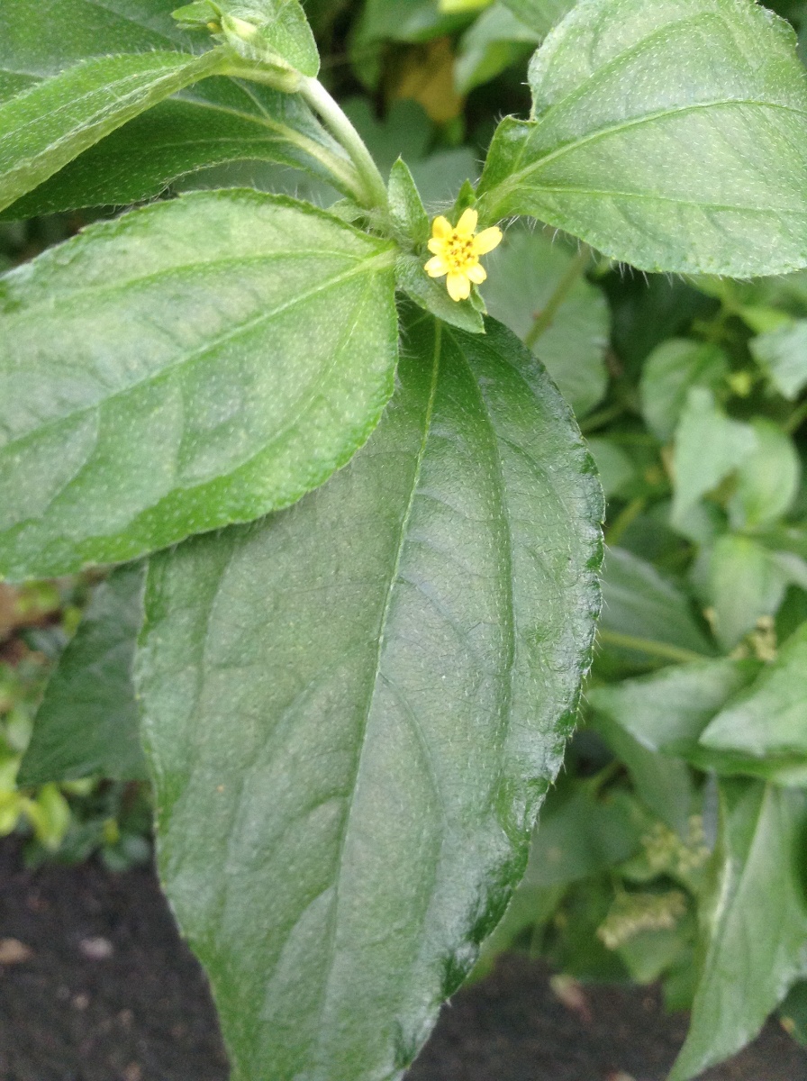 Flower3