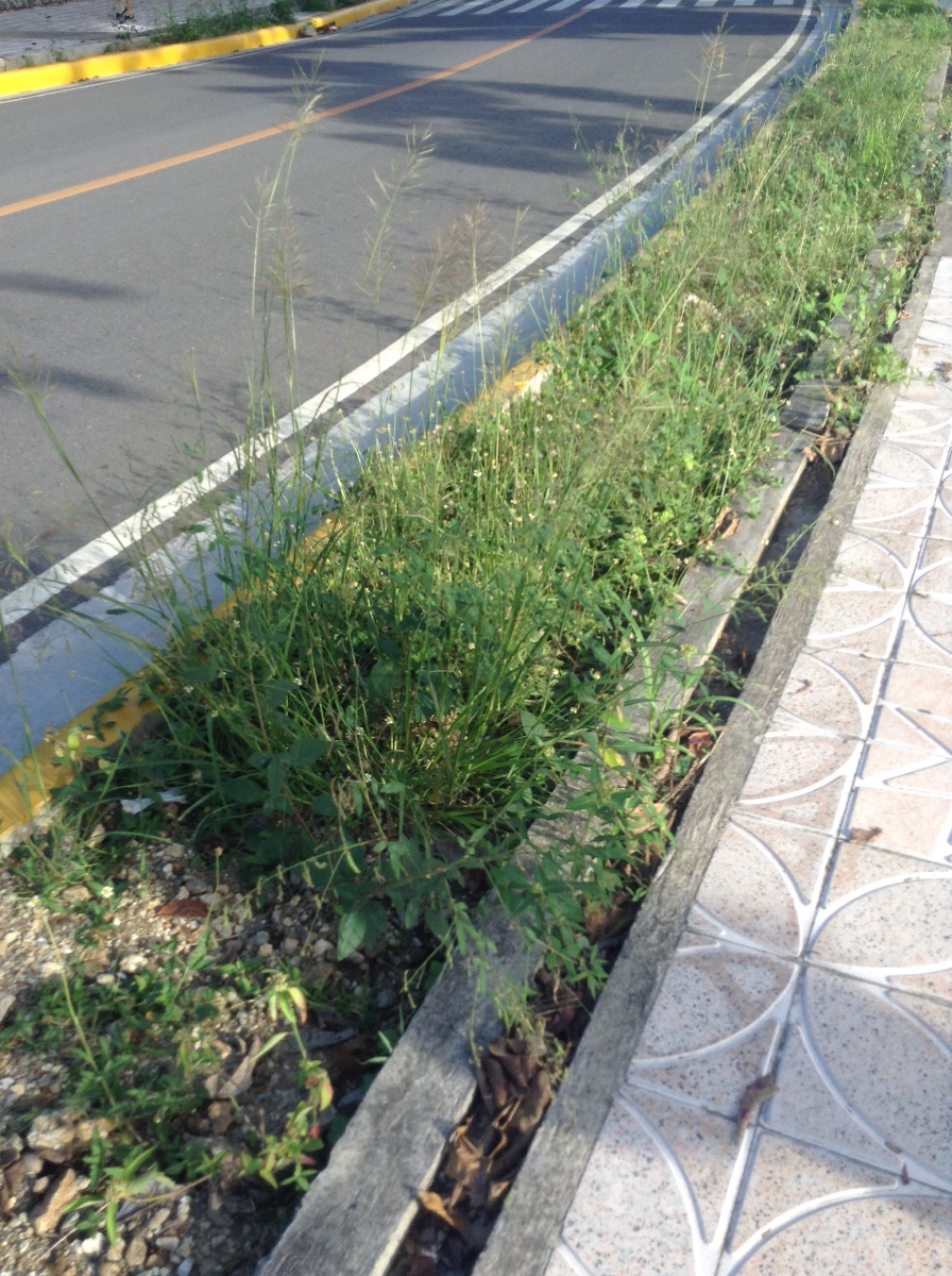 Grass, Roads and Pathway