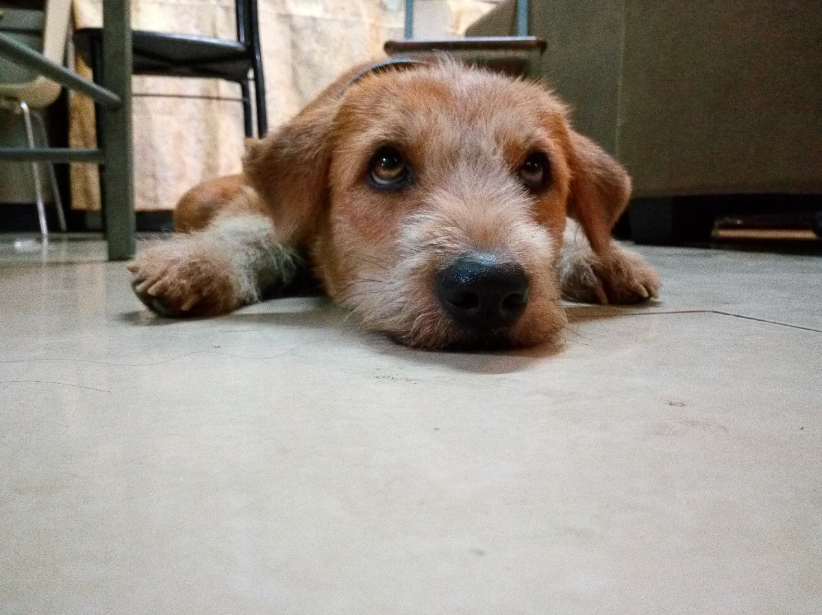 Sad Dogy