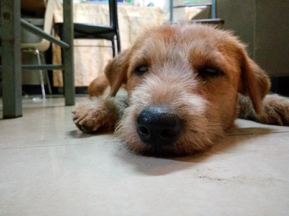 Sleepy Doggy