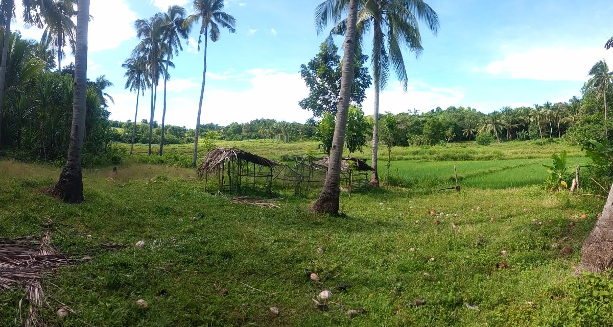 bohol living