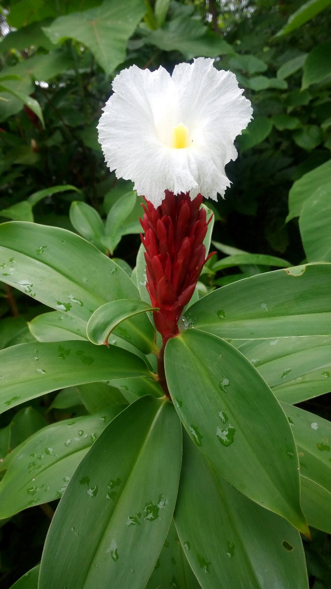 nice flower
