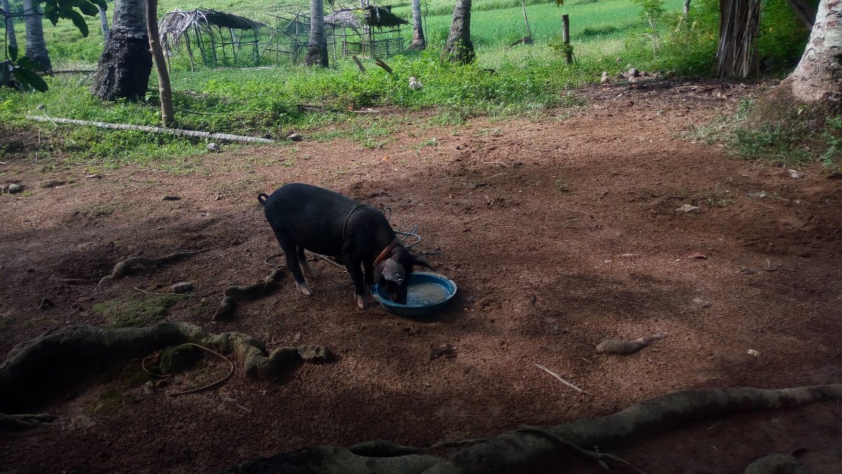 pig, black pig, urban life