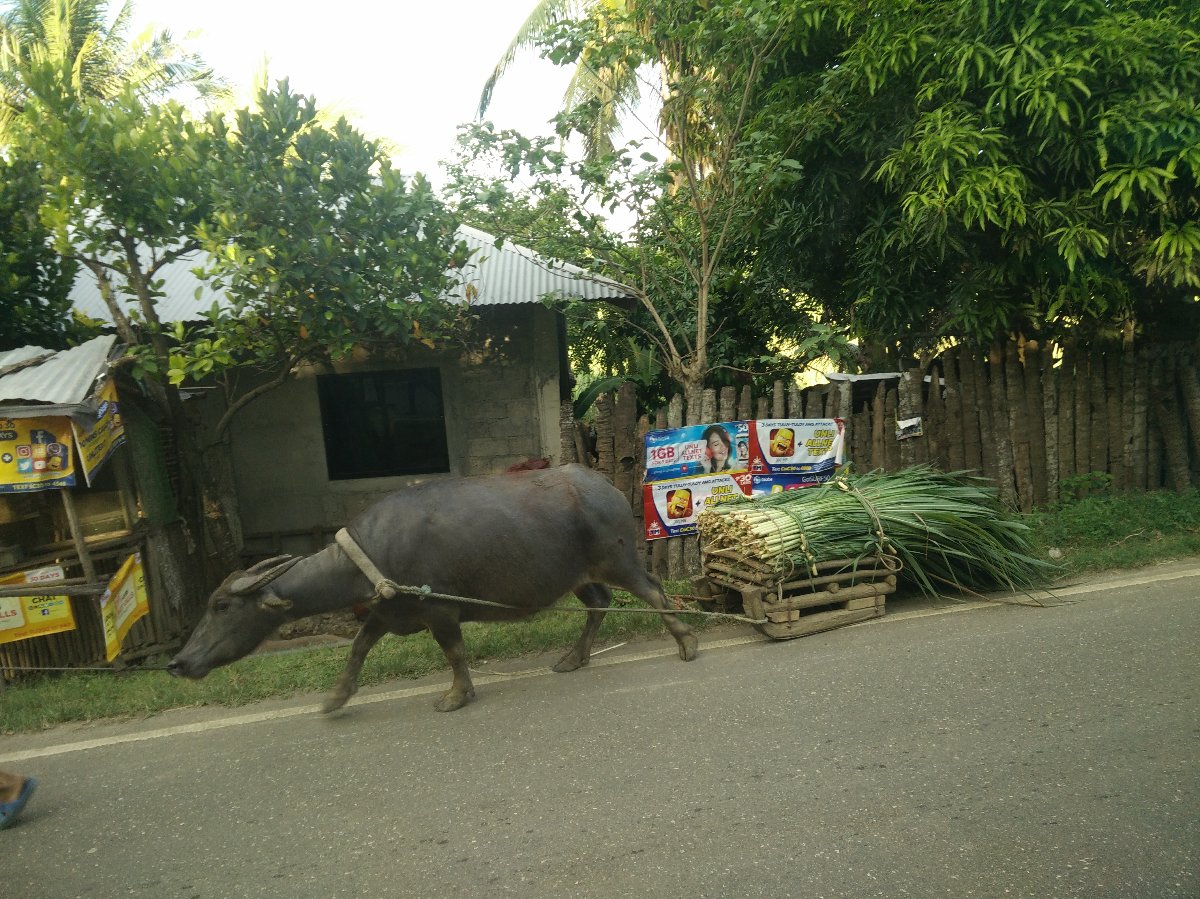 Ang kabaw, kaluoy sa karabaw