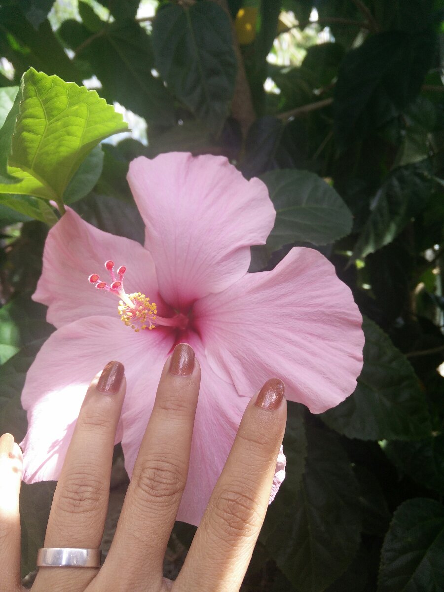 big pink gumamela