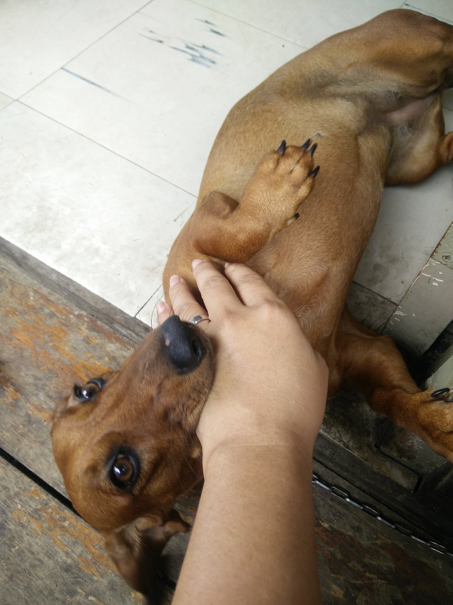 bite me not, duchess, duchshund