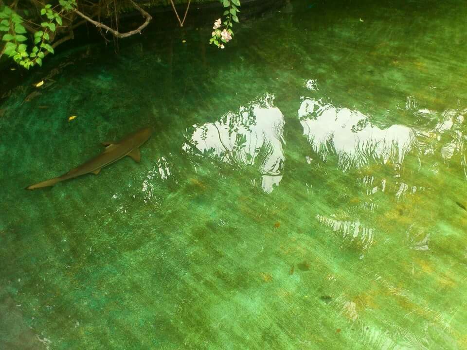blacktip shark