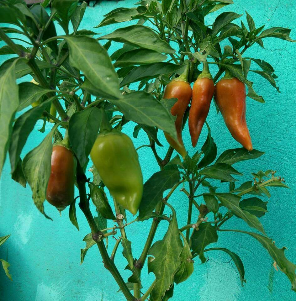 chili triplets