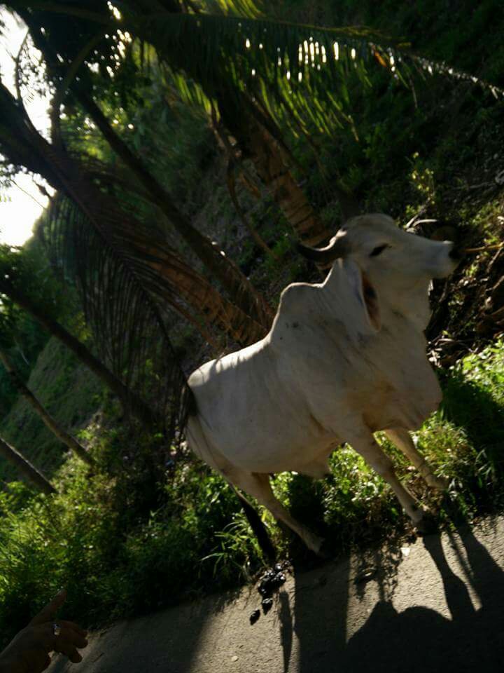cow moo moo