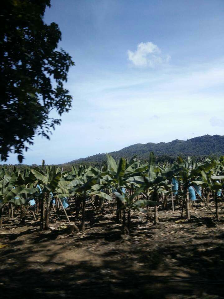 danao city cebu