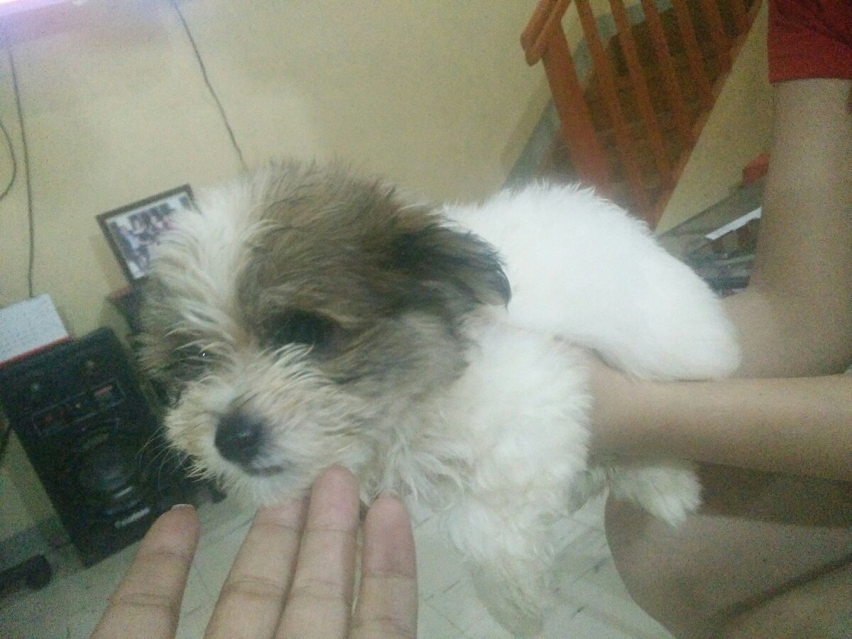 his name is Tiny