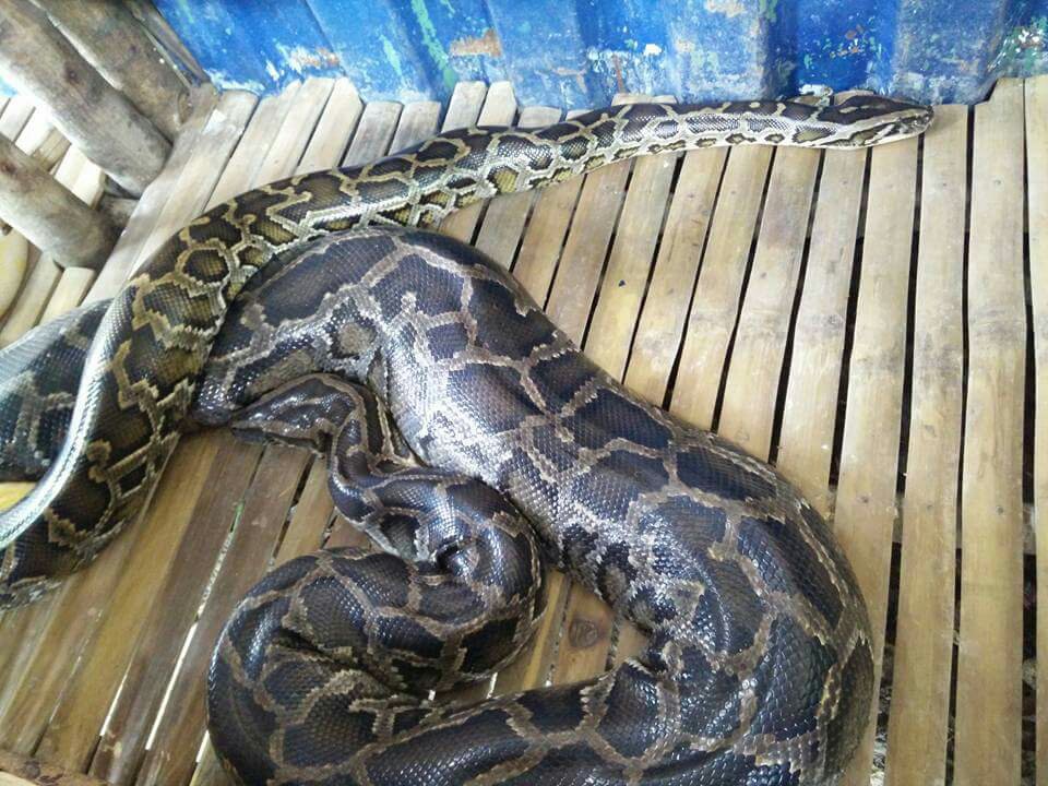 hissssssss
