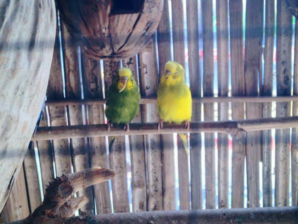 love birds