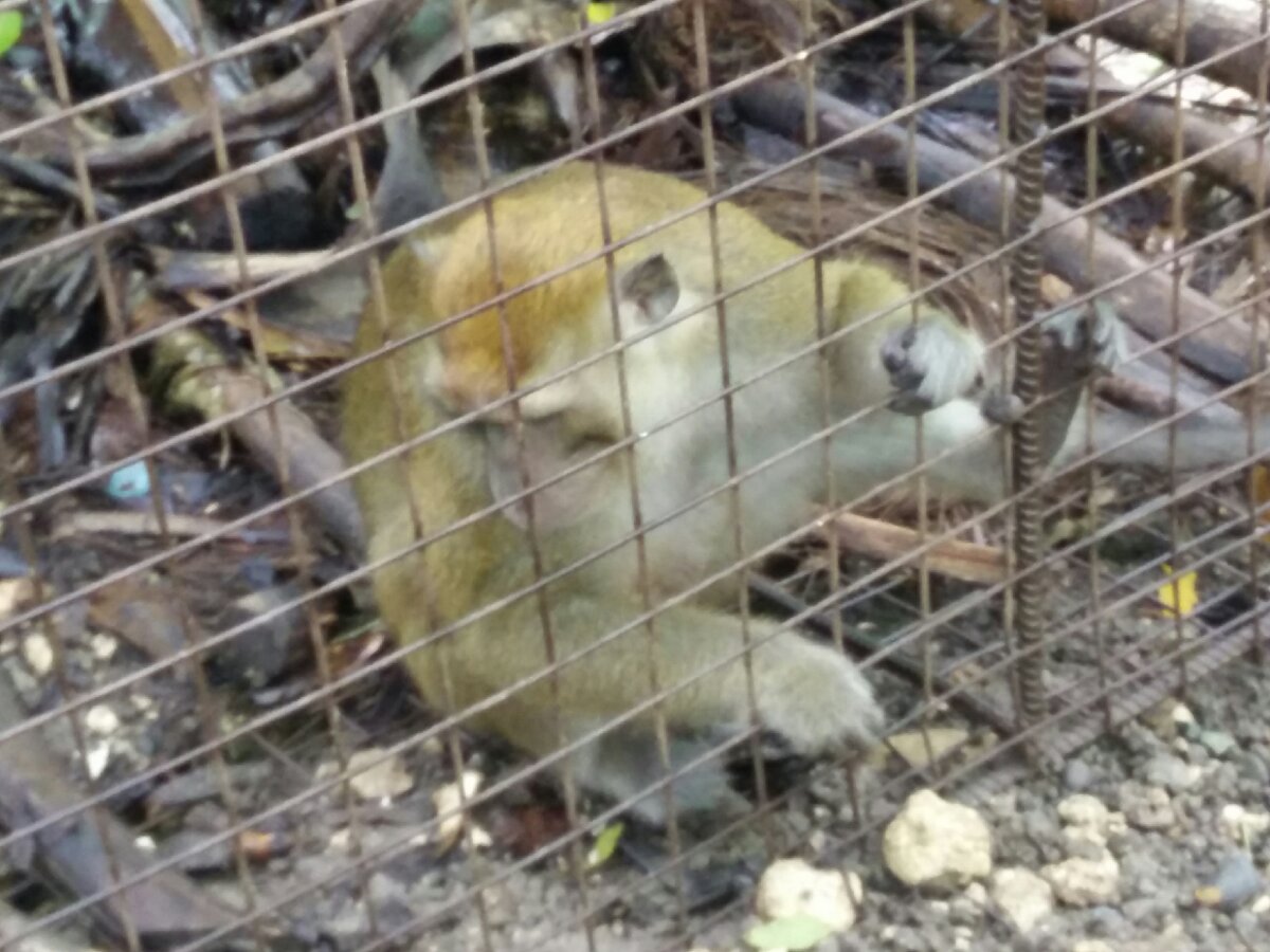 not so friendly monkey in cebu zoo