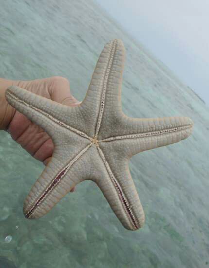 patrick