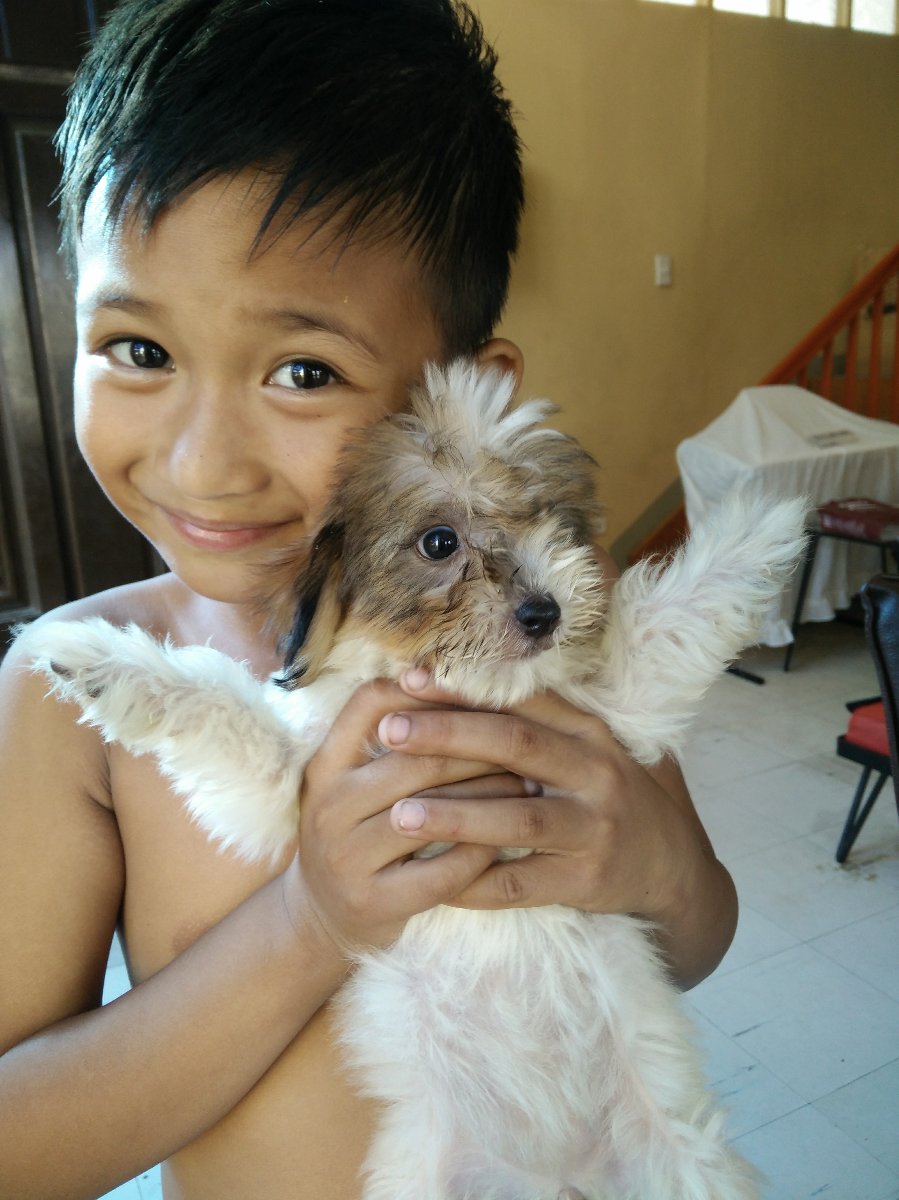 puppy, doglover, furry friend